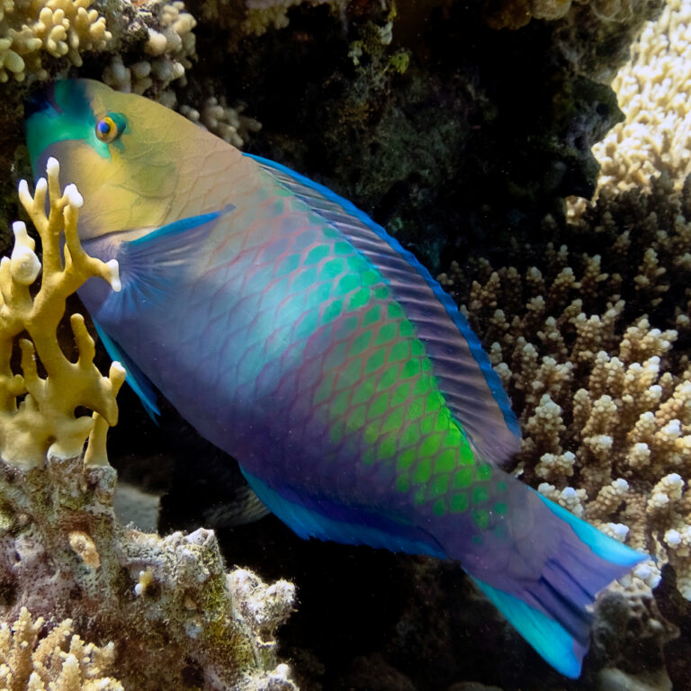 See Parrot fish on your dive