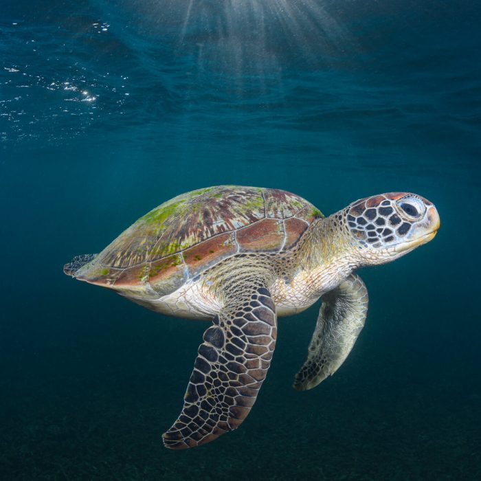 A green turtle swimming just below the surface